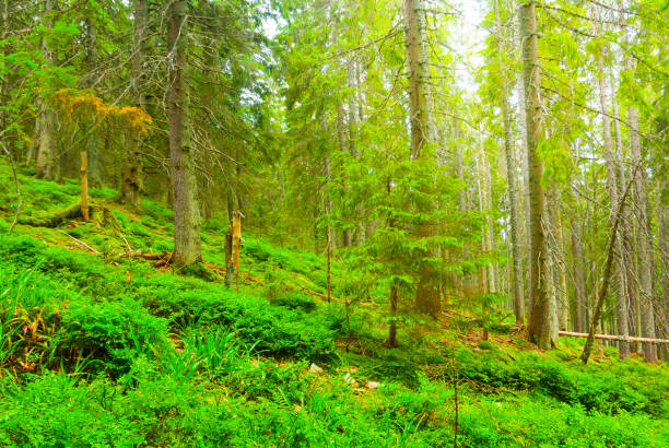green fir forest on mount slope in sunlight