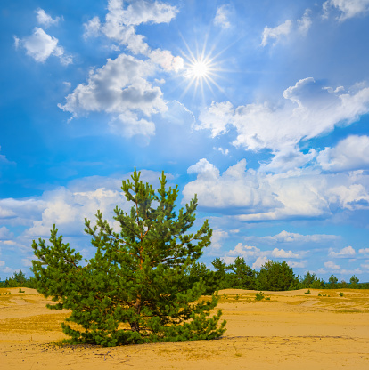 small pine tree growth among sandy desert at sunny day