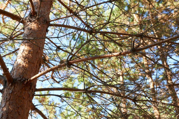 istock Pine tree branches on a background of the blue sky in the forest 2149213595