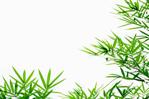 istock Fresh and green leaf wallpaper 2149213967