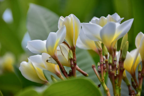 istock White plumeria flowers 2149214249