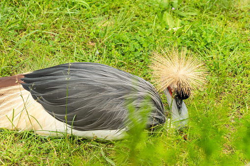 Beautiful crowned crane bird at national zoo