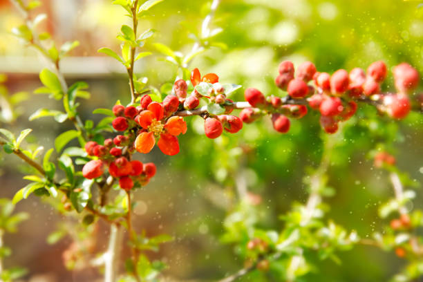 Spring background with growing branch and red leaf on green lawn in garden.