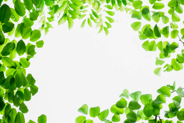 istock Fresh and green leaf wallpaper 2149215415