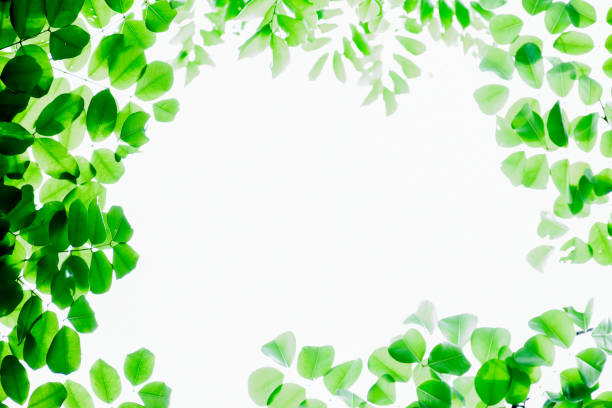 istock Fresh and green leaf wallpaper 2149215418