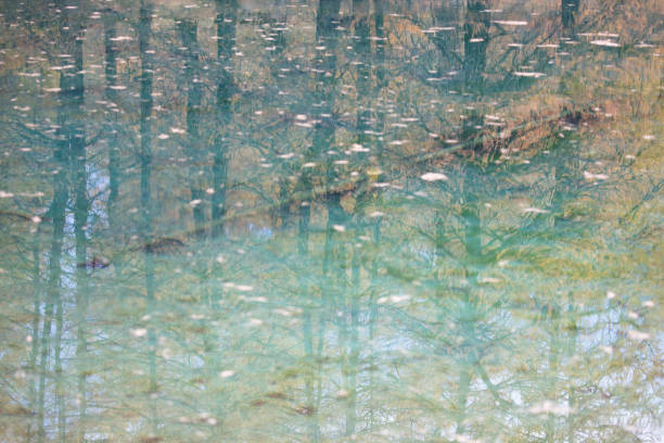 Some larch trees, in autumn colors, and the sky are reflected in the wonderfully green and blue waters of the small lake called Blue Lake, before the mountain resort of Breuil Cervinia. In the deep waters lies a log.