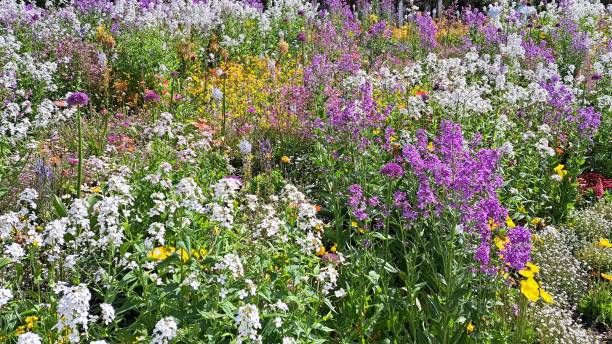 istock field of wild flowers 2149216293