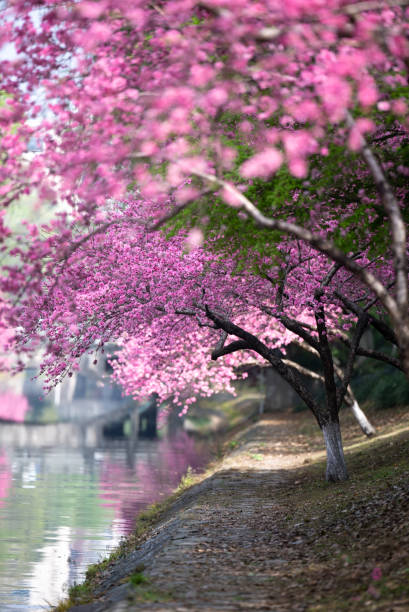 istock peach flowers in park 2149216471