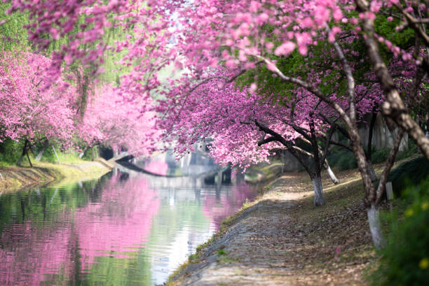 beautiful peach flowers in park