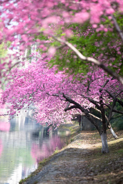 istock peach flowers in park 2149216516