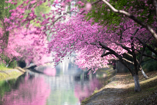 beautiful peach flowers in park