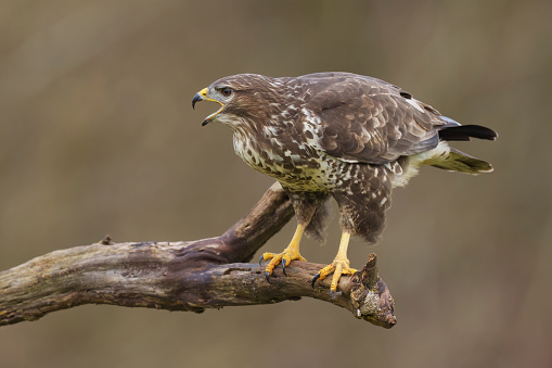 A common buzzard  calling while it perches on an old tree branch