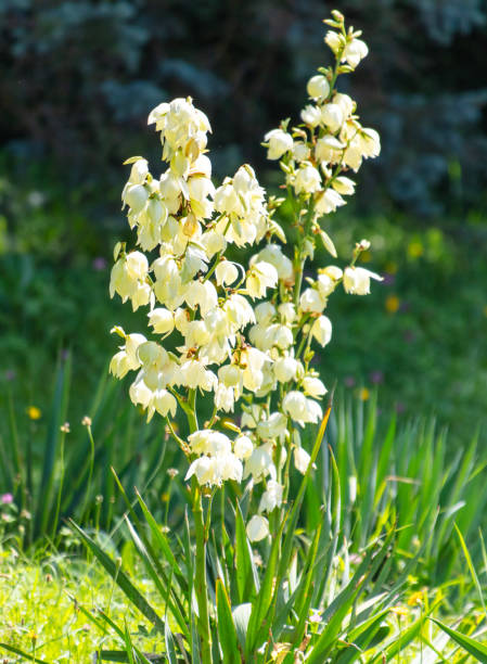 istock Yucca filamentosa blooms in the park 2149217062