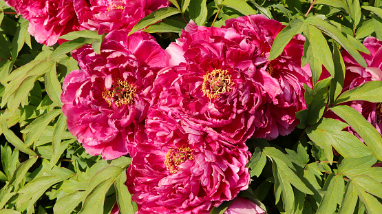 Peony flowers in the summer