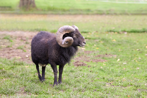 Brown male ouessant sheep on meadow, also called ushant sheep, or breton dwarf : the smallest sheep on earth