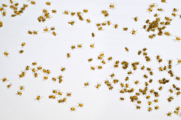 Newly hatched baby spiders, Araneus Diadematus over white background. Also know as diadem spider, cross spider, crowned orb weaver and pumpkin spider.
