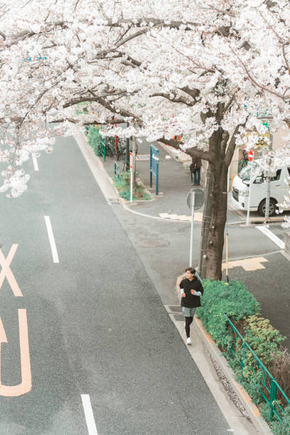 Young Asian man athlete in sportswear jogging exercise in the city with  full bloom cherry blossom. Handsome guy enjoy urban outdoor lifestyle do sport training running fitness workout at city street.