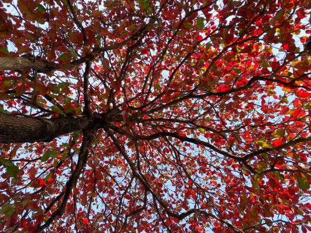 istock Vibrant Red Indian Almond Leaves Against Blue Sky 2149222442
