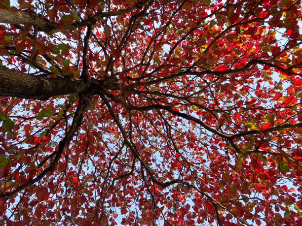 istock Vibrant Red Indian Almond Leaves Against Blue Sky 2149222445