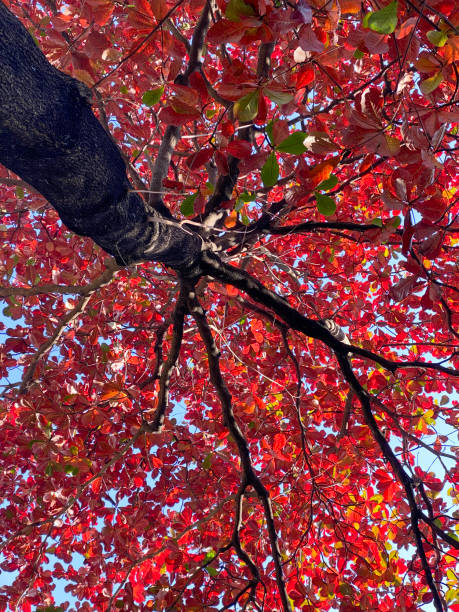 istock Vibrant Red Indian Almond Leaves Against Blue Sky 2149222540