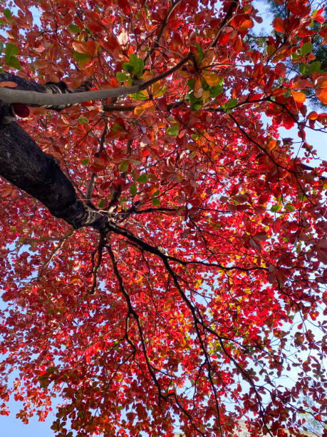 Vibrant Red Indian Almond Leaves Against Blue Sky