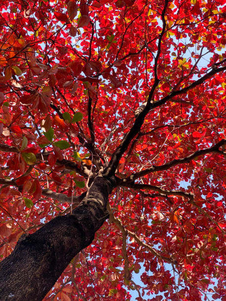 istock Vibrant Red Indian Almond Leaves Against Blue Sky 2149222544