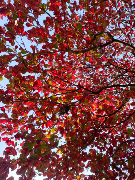 istock Vibrant Red Indian Almond Leaves Against Blue Sky 2149222550