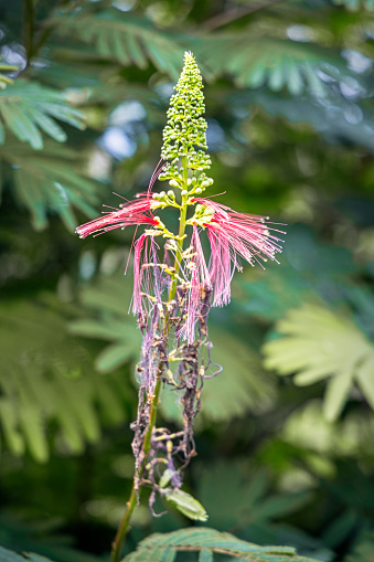 Flower of a red powderpuff, Calliandra houstoniana in a public park in Berastagi in northern Sumatra
