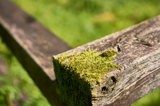 Wooden railing of a fence. Moss grows in one corner due to the humidity in the area.