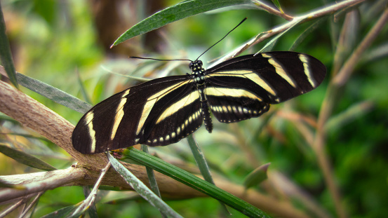 A close view of the open wings of a Zebra Longwing Butterfly, resting amongst dense defocussed green leaves and twigs in a greenhouse. Distinctive narrow black wings with details of light yellow stripes and spots are visible on this specimen of Heliconius Charithonia.