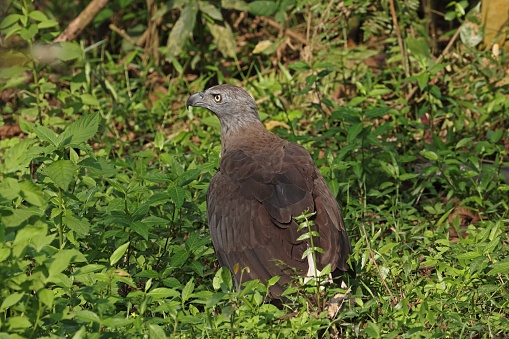 Grey-headed Fish-eagle (Icthyophaga ichthyaetus) adult feeding on fish on the ground\n\nKaziranga, Assam, India.          April
