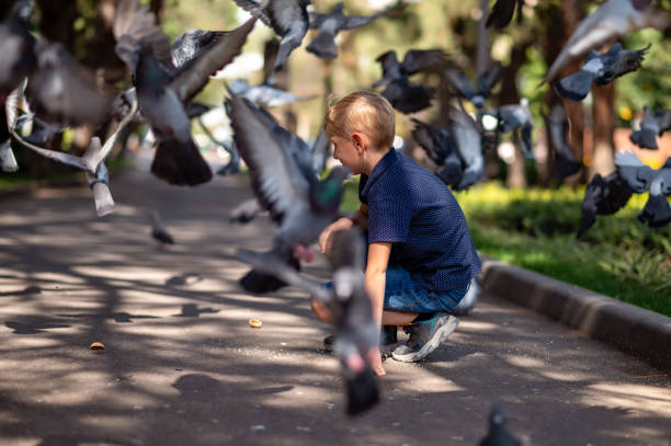 A little blond boy feeds pigeons in the park. Selective focus.