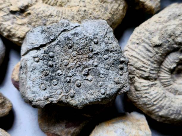 istock Scleractinian coral fossil 2149225341
