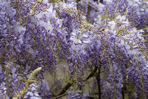 A bush of purple wisteria flower blooming during spring with branches and green nature background. It can be found in forests and other natural area