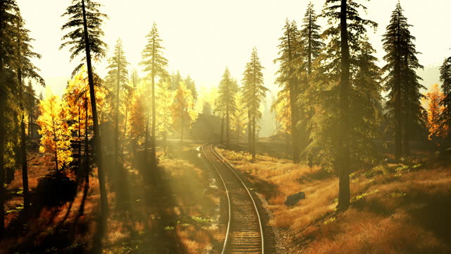 Decrepit railroad tracks traversing a forest of fir trees at sundown