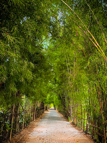 Greenery bamboos pathway