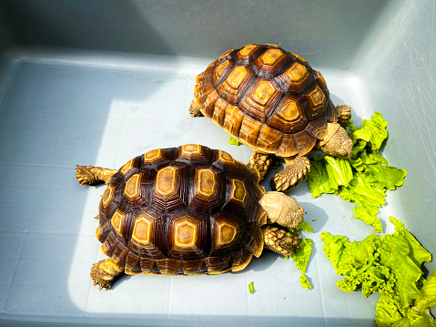 A pair of sulcate tortoises are chewing lettuce