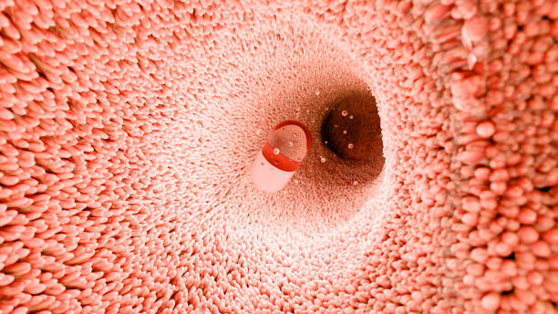 istock Probiotics in intestinal tract. endoscopy through intestines. Microbiota, Pill Capsule with vitamins for digestive system, stomach pain treatment, colonoscopy, Red microvilli, Colon, 3d render 2149227826