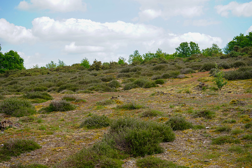 Open heathland in the south of England during the summer