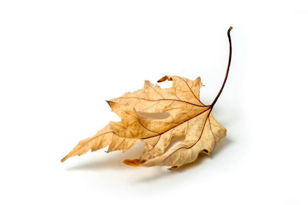 istock Dried yellow autumn leaf of maple 2149229878