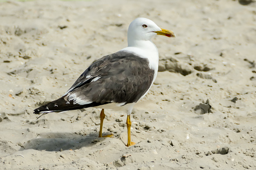 seagull on beach, beautiful photo digital picture