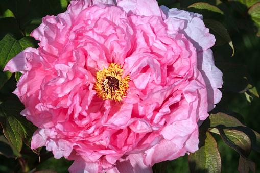 Close up of a tree peony flower. Large flower with pink petals and yellow heart.