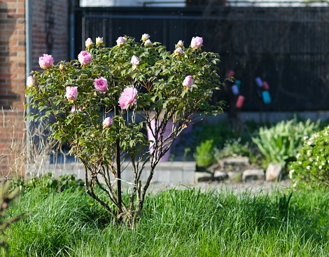 Tree peony in bloom, in a lawn. spreading habit and huge pink flowers.