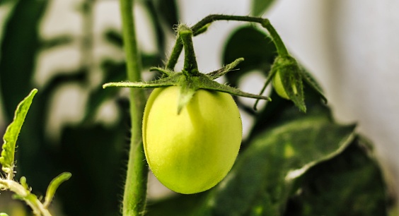 Tomato fruit before turning red