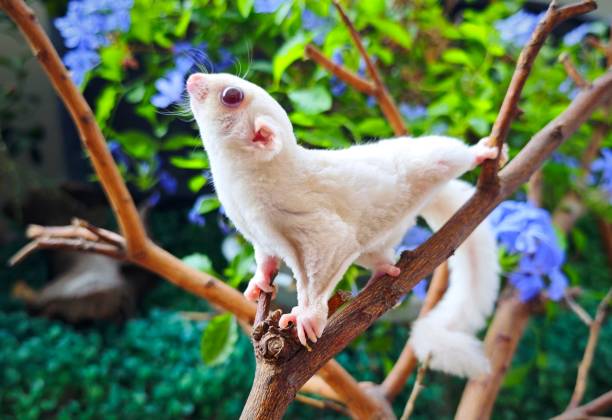 istock Baby sugar glider Creamino 2149232534