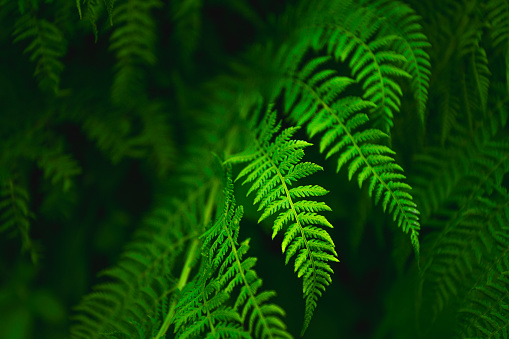 Beautiful juicy green fern