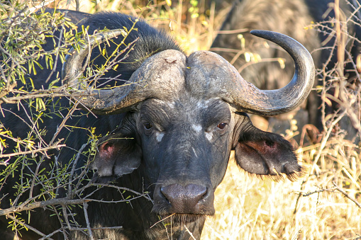 African buffalo (Syncerus caffer, Cape buffalo) bull hiding in bushveld shrubs and small trees, Kapama, Kruger National Park, South Africa