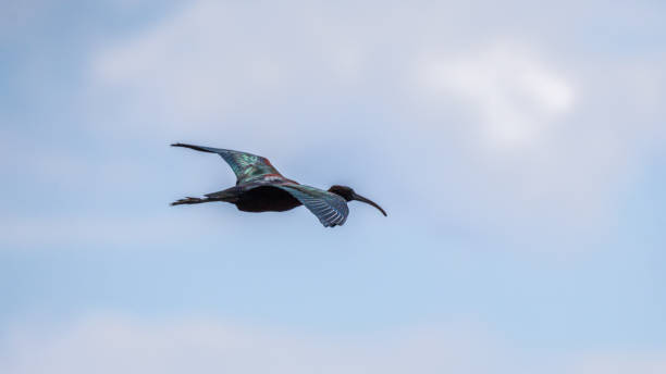 istock Glossy Ibis flying in the blue spring sky 2149233412