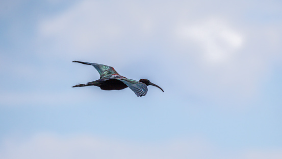 At first glance, the Glossy Ibis may appear black, but a closer look reveals that it is actually a rusty color with beautiful metallic green highlights. Its beak is long, arched downwards and quite thin. Its long blackish legs are perfectly adapted to walking in an aquatic environment.