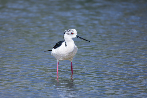 The white stilt has black and white plumage with all-black wings, upper back and rear neck. The underparts are white, with a white collar contrasting with the black back and nape.
The head has a white face, and the top of the crown is black. The eyes are red. The long, thin bill is black and straight. The very long legs and toes are reddish-pink.